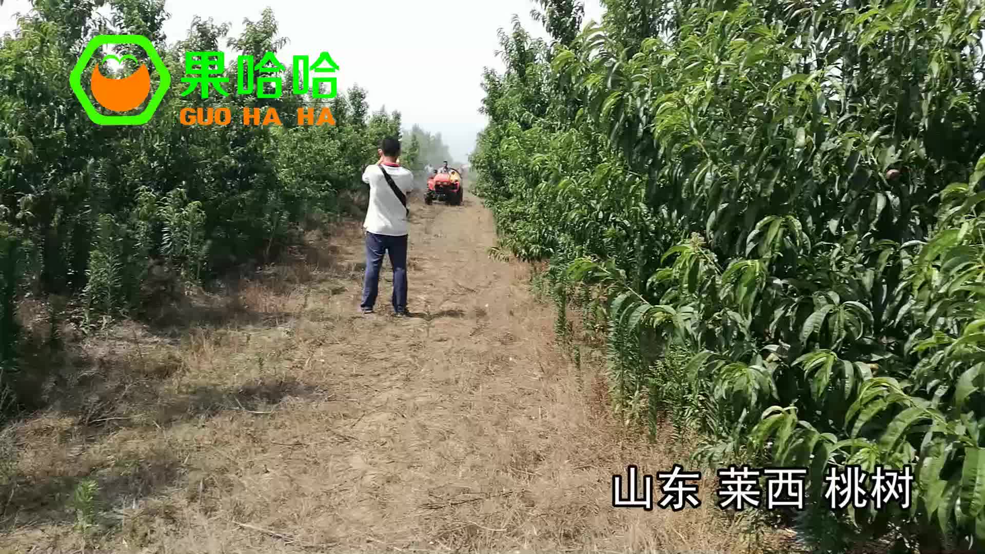 专业生产牵引式果树打药机