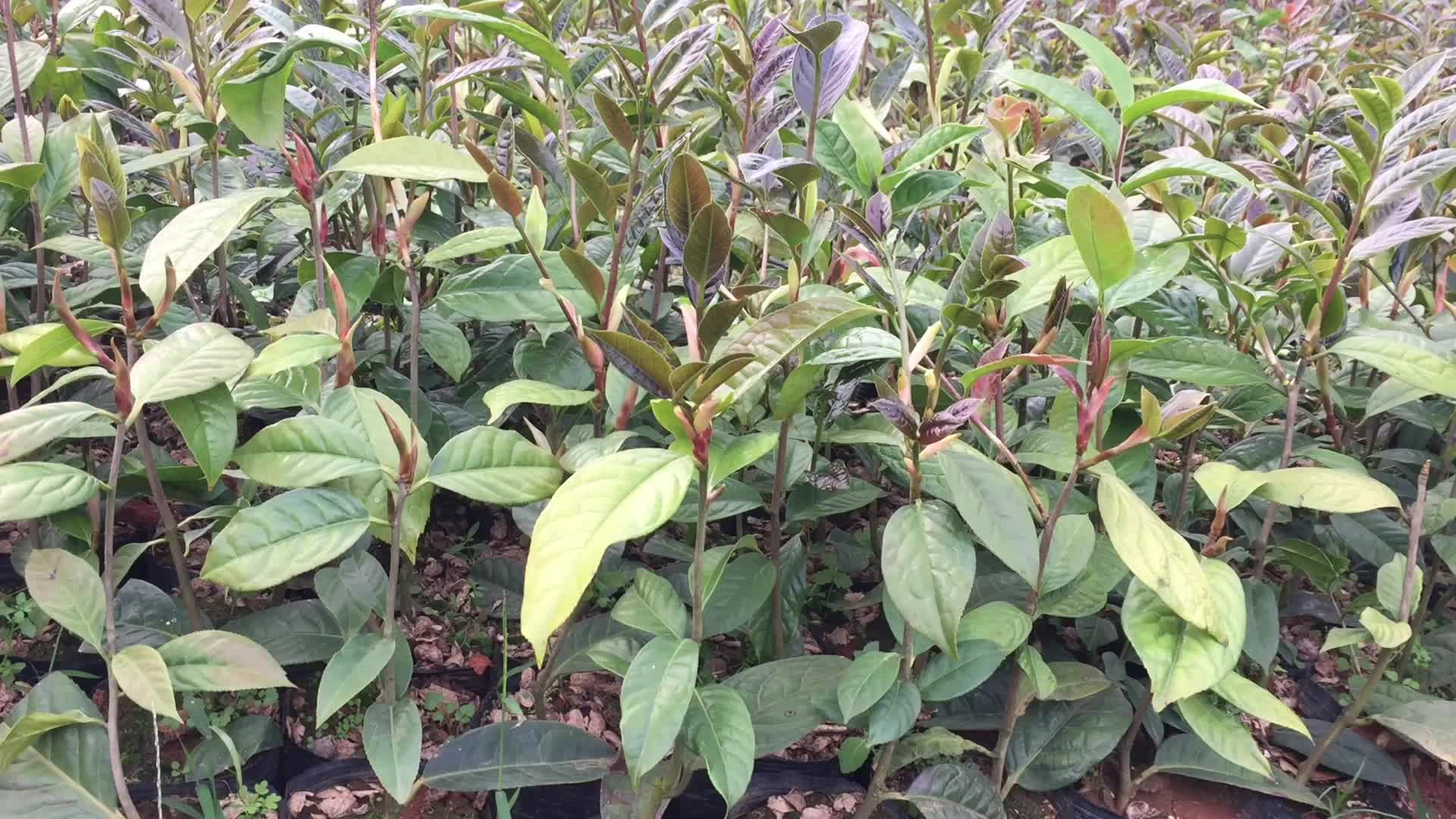 广西防城普通种金花茶扦插杯苗金花茶树苗价格