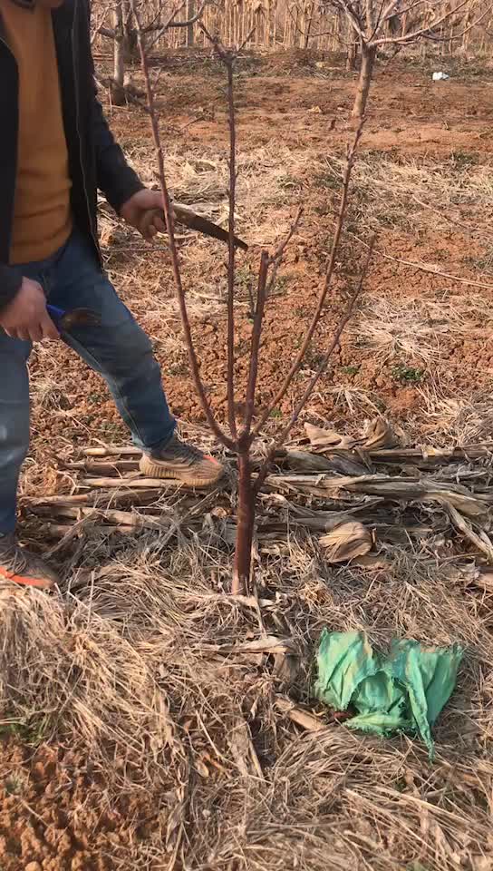 樱桃树苗剪枝,修枝很重要