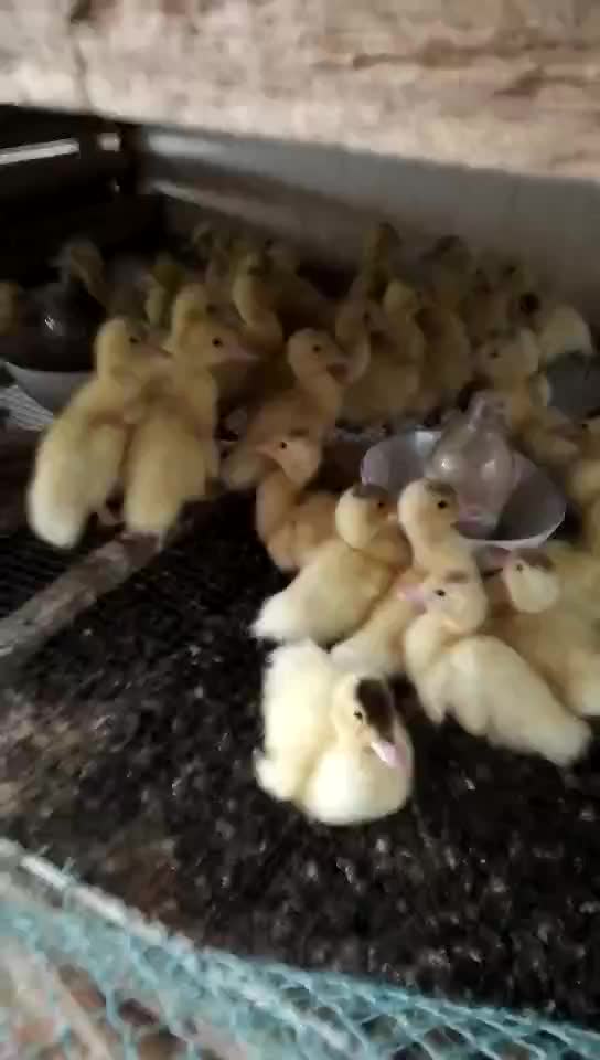 供应洱源县火鸭苗土鸡苗鹅苗批发 肉鸡蛋鸡苗绿壳蛋鸡品质优良