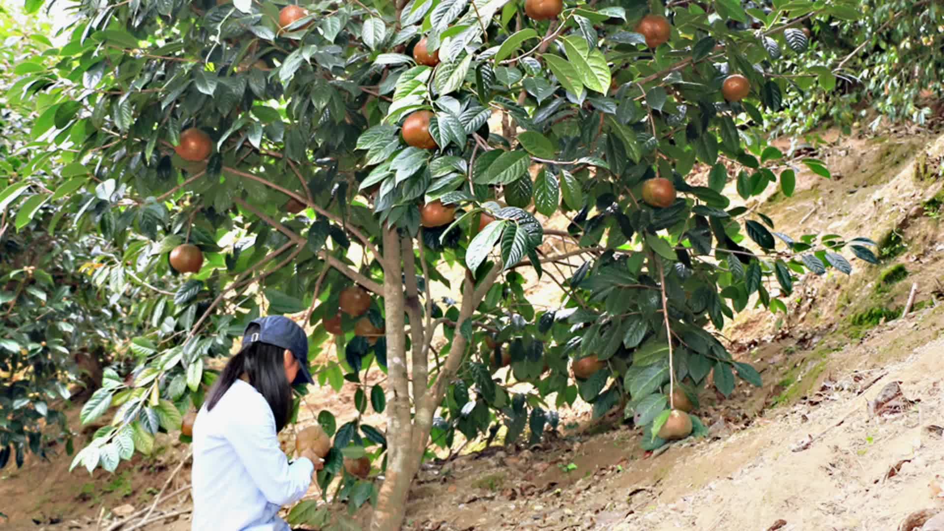 大果红花油茶基地简介 大果红花油茶嫁接苗实生苗厂家批发