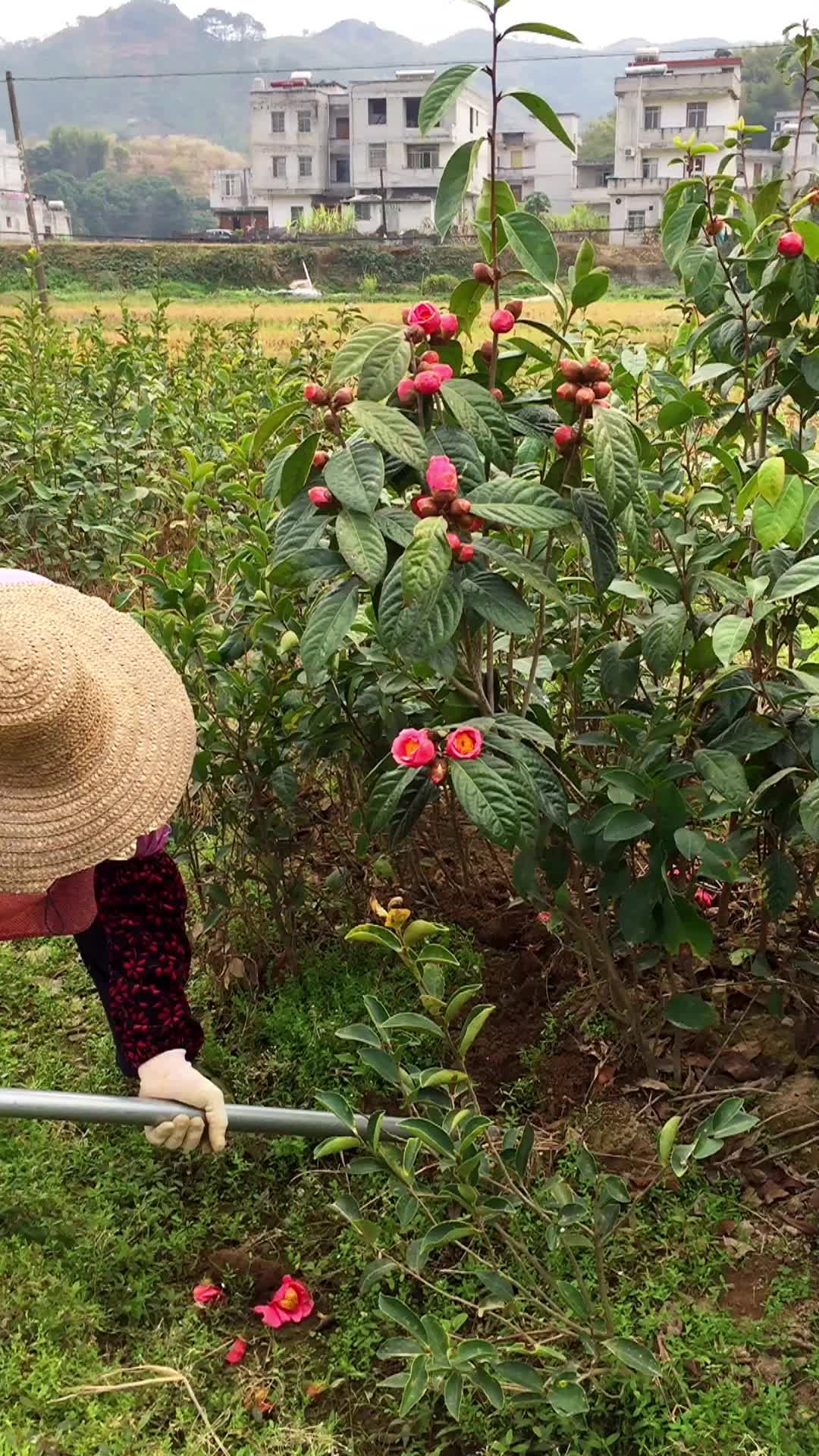 红花大果油茶嫁接苗现场起苗实拍,广西大果红花油茶种植示范基地