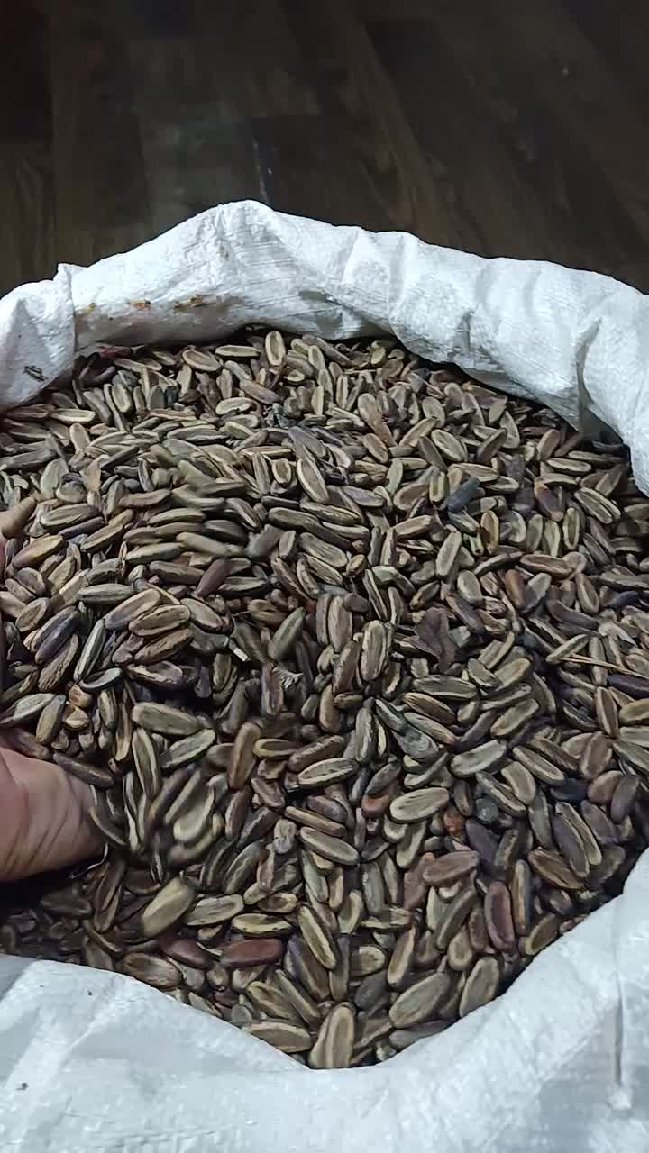 厦门供应凤凰木种子