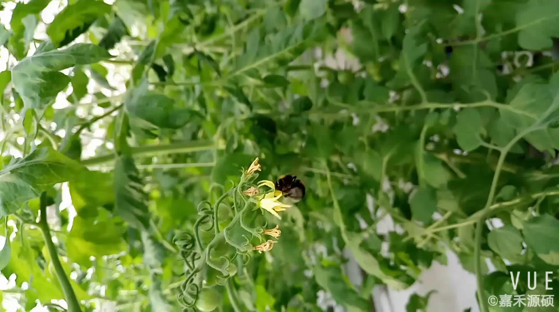 西紅柿熊蜂授粉·原來這麼可愛!