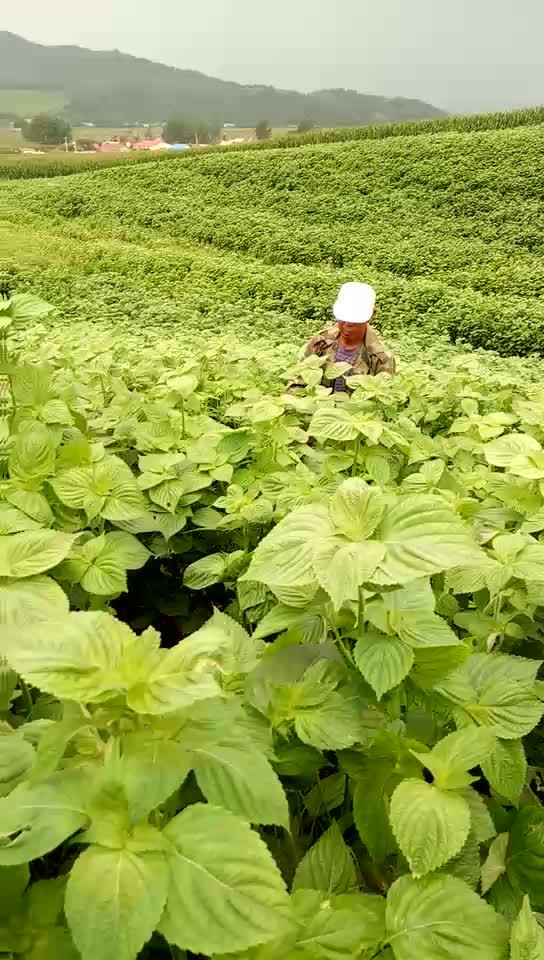 「視頻」新鮮採摘蘇子葉產品視頻-馬可視頻