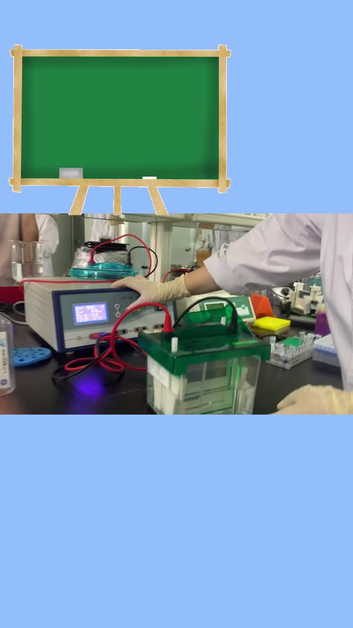 wb电泳实验反应