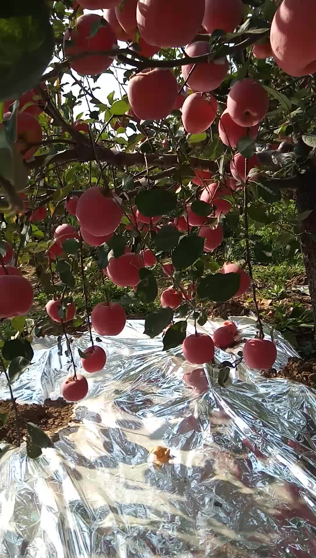 烟富8高桩全红苹果苗 烟台苹果烟富0苹果树